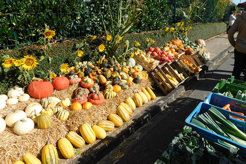 Der Bauernmarkt in Meinborn wurde von der Sonne geksst