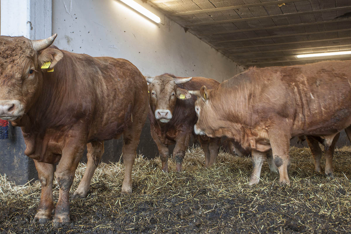Biohof Hachenburg: Garant fr tierisches Wohlergehen und gutes Fleisch