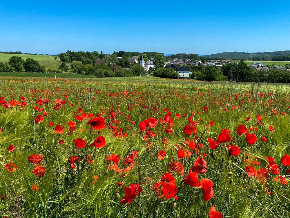 Rotes Bltenmeer: Mohnblumen bei Hilgenroth