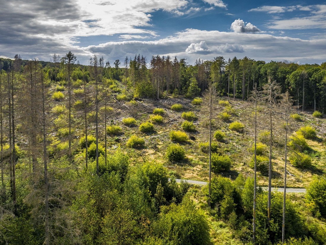 Buchengruppen, die noch unter Fichten gepflanzt wurden, als Keimzellen fr die Wiederbewaldung der Kahlflchen.(Foto: Jonathan Fieber / Quelle: Landesforsten RLP) 