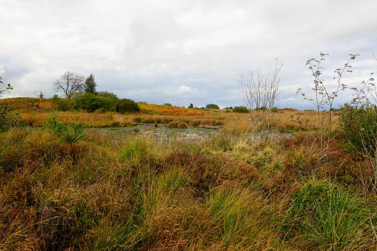 Das Hochmoor im Hohen Venn. (Foto: Harry Neumann)