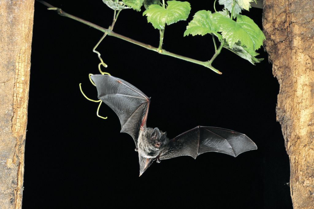 Mopsfledermaus. Foto: NABU