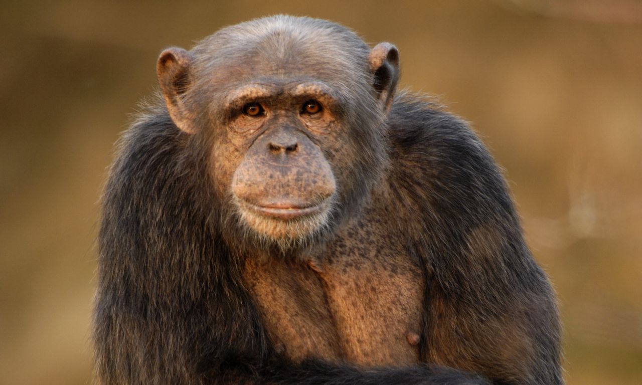 Marlocks tgliche Bananen sind gesichert. Foto: Zoo Neuwied