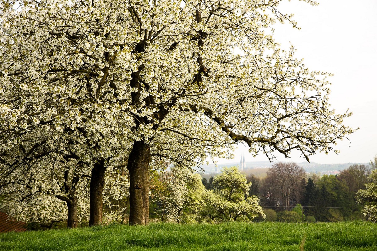 Streuobstwiesen verschwinden vielerorts durch Neubauten. (Foto: Winfried Rusch)