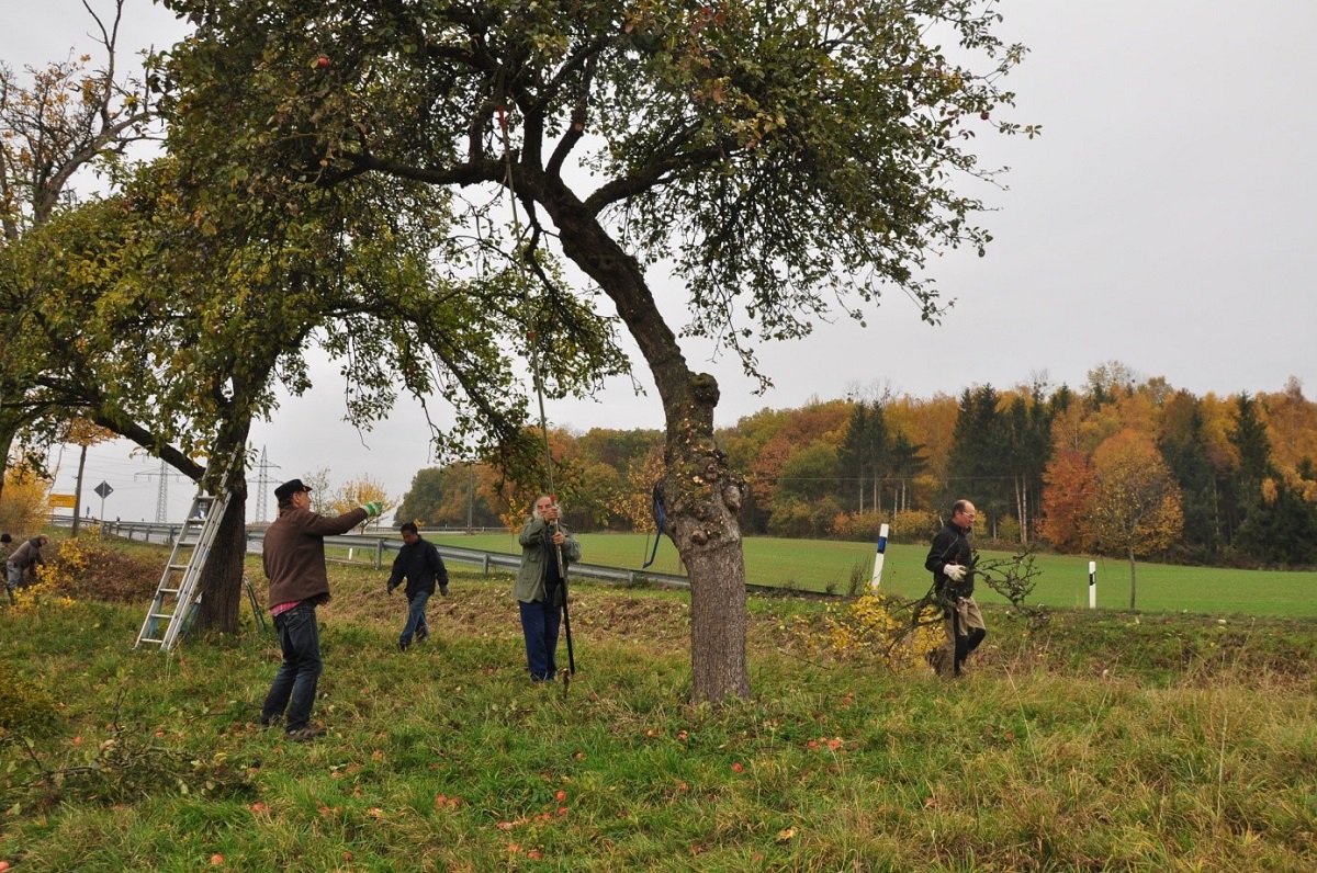 Am 5. November werden wieder Obstbaumschnitte auf den NABU-Streuobstwiesen durchgefhrt. (Foto: Peter Fasel)