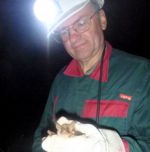 Josef Kttnitz beim Vermessen eines Groen Mausohrs. (Foto: NABU Daaden)