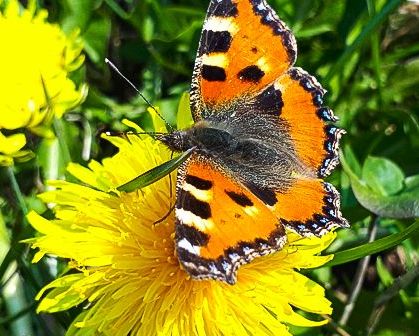 Der Schmetterling am Wegesrand: Bald nur noch eine schne Erinnerung? Foto: Klaus Fischer 