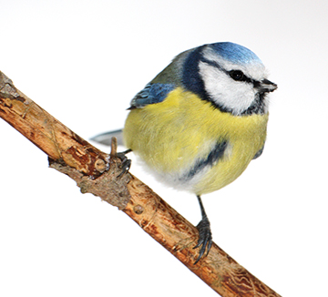 Blaumeisen sind wieder auf Platz 2. Foto: NABU