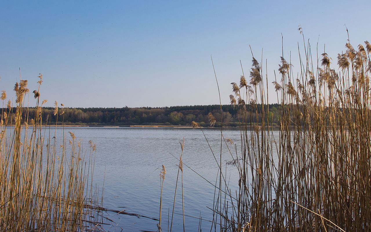 Dreifelder Weiher (Foto: Christian Boll)