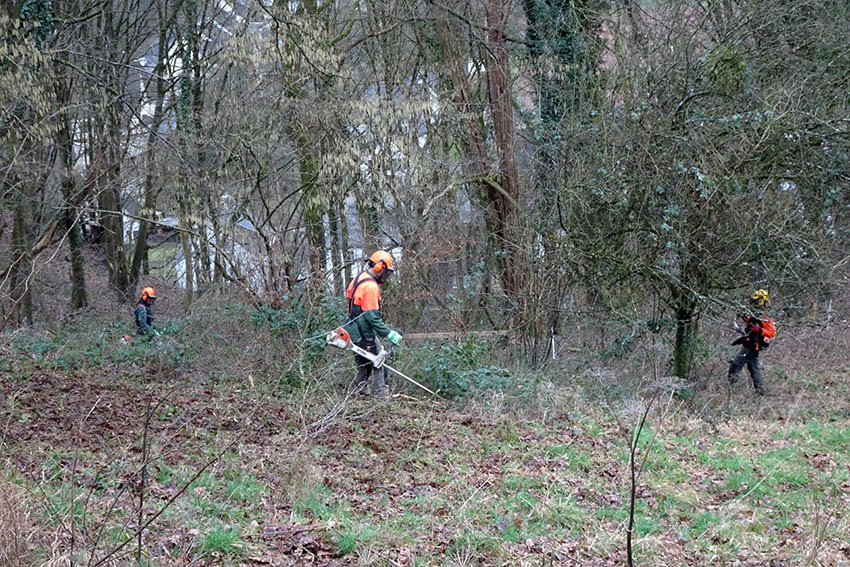 Land frdert Entwicklung von Orchideenwiesen im Naturpark 