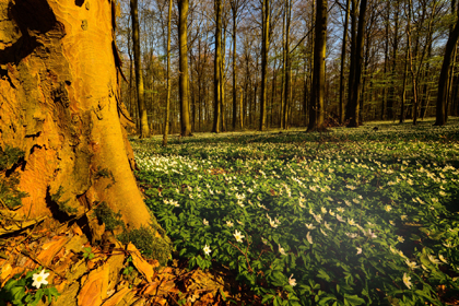 Tag des Nationalen Naturerbes auf dem Stegskopf