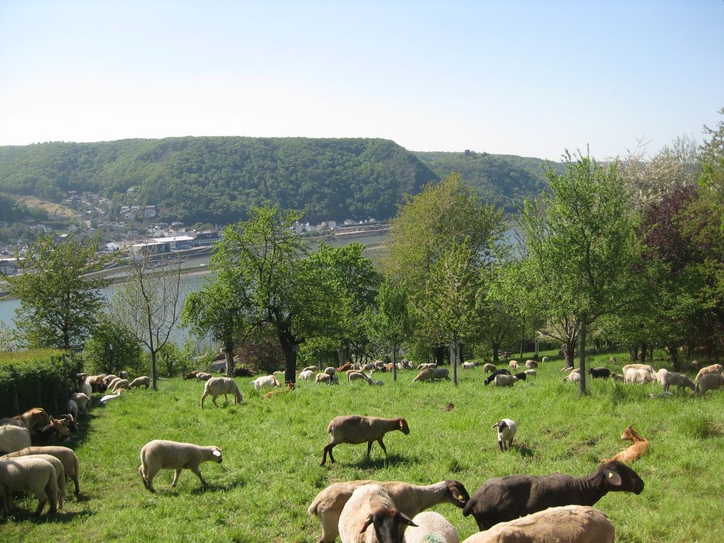 Schafe und Ziegen weiden oberhalb des Rheins auf den Streuobstwiesen in Rheinbrohl. Foto: Stefan Kolling
