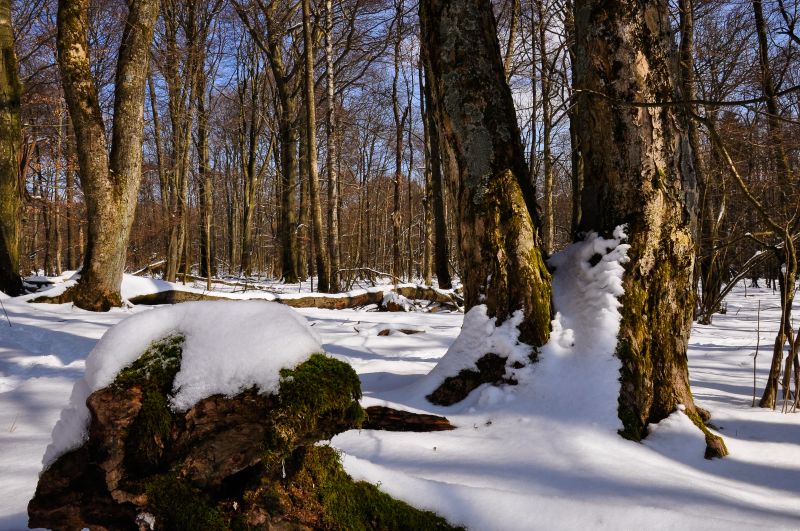 Wlder am Nauberg. Foto: Harry Neumann