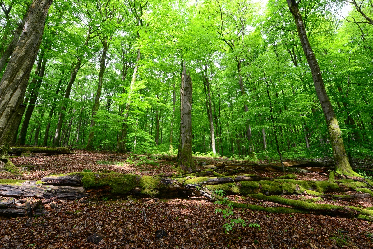 Naturschutzgebiete sind vor allem fr selten vorkommende Tier- sowie Pflanzenarten wichtig. (Fotos: Harry Neumann/Naturschutzinitiative e.V.)