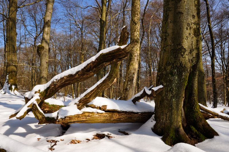 Nauberg im Winter. Foto: Harry Neumann