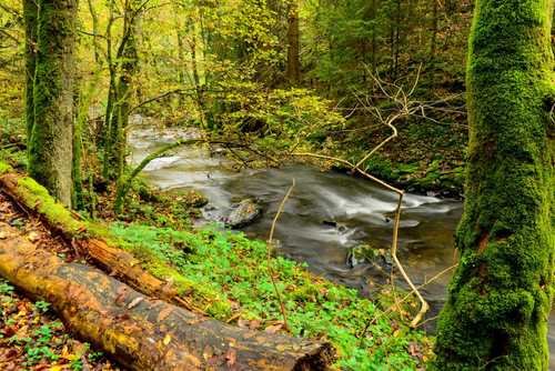 Die Naturschutzinitiative e.V. (NI) mit Sitz in Quirnbach im Westerwald wendet sich mit einer aktuellen Pressemitteilung gegen die Verwendung von Bioziden im Brexbachtal. (Foto: Harry Neumann/NI) 