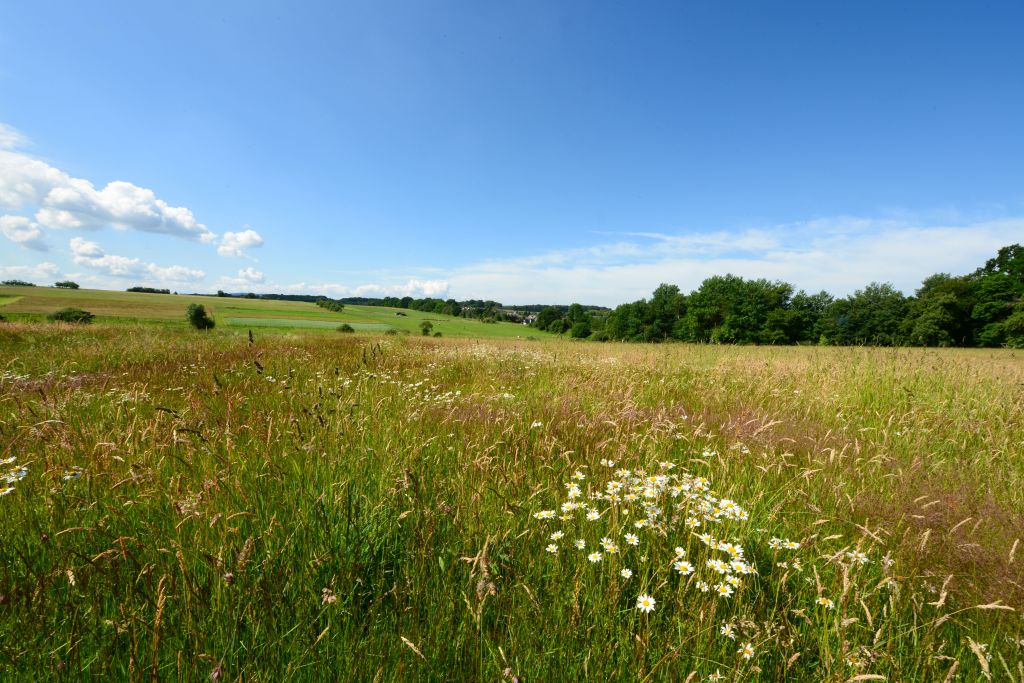 Nach den Plnen der Stadt Selters soll diese zehn Hektar groe artenreiche Wiese ein Industriegebiet umgewandelt werden. Foto: Harry Neumann/NI