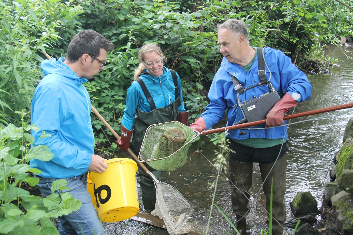 Die Wassertiere wurden aus dem alten Betongraben in das neue Bett des Weiherhellbachs umgesiedelt. Umzugshelfer waren (v.r.) Manfred Fetthauer von der Arge Nister, Eva Molsberger-Lange vom NABU Holler und Markus Kuch, Sachgebietsleiter Umwelt bei der VG-Verwaltung. (Quelle: VG Montabaur)