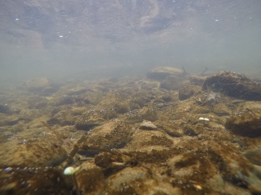 Nister: vier Kilometer unterhalb von Stein-Wingert ohne Fisch. Fotos und Video: Thomas Sonnenschein