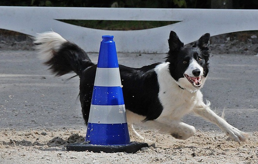 Gehorsamsbungen mit Schwung und Harmonie: Obedience ist die Hohe Schule des Hundegehorsams. (Foto: Obedience Germany/Kirstin Piert)