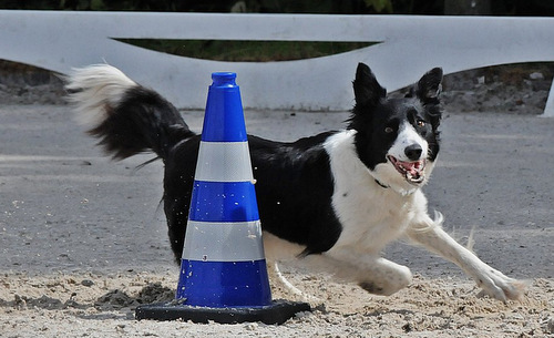 Am Wochenende findet in Frthen-Oppertsau die Obedience-Europameisterschaft statt. (Foto: Veranstalter/Kirstin Piert)