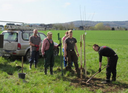 In Pracht setzten freiwillige Helfer die neuen Bume unterhalb des Kindergartens und auf der Streuobstwiese und im Bereich des Feldgehlzes. (Foto: Ortsgemeinde Pracht)