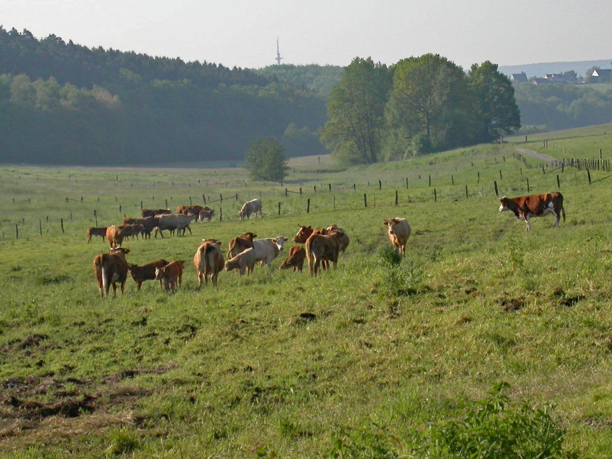 Naturschutzinitiative gegen Umgehungen Kircheib, Weyerbusch und Helmenzen
