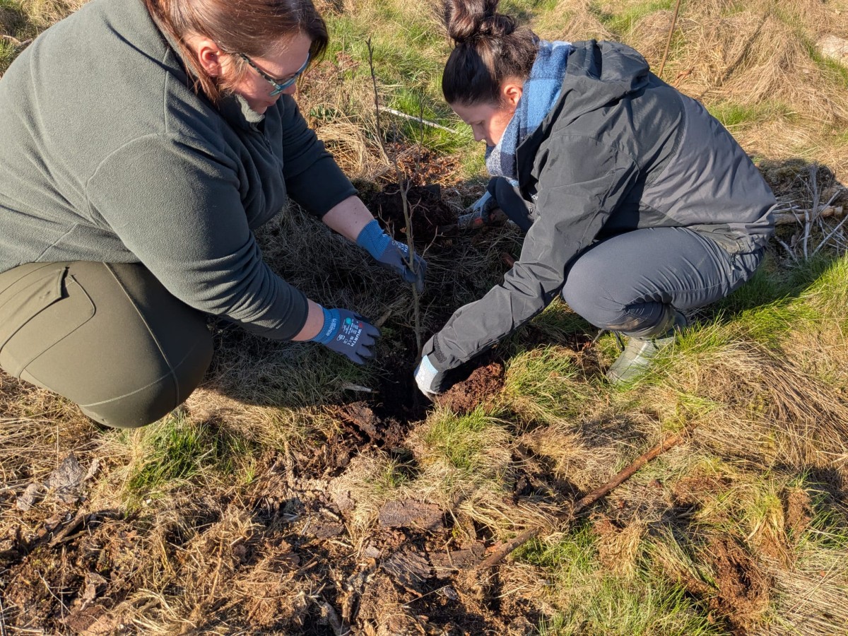 Aufforstung im Westerwald: 500 neue B�ume in Neunkhausen gepflanzt