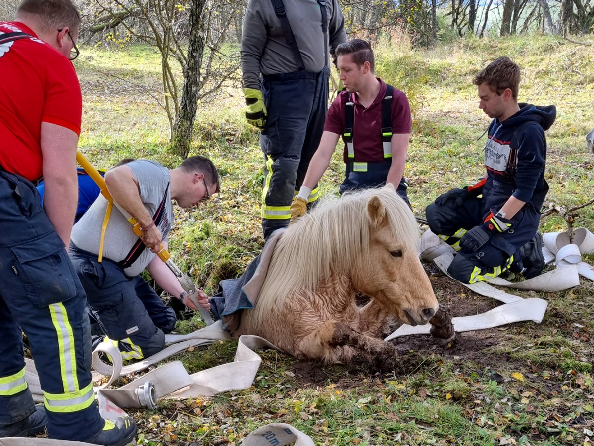 Emmerzhausen: Feuerwehr rettet Pony aus altem Schacht 

