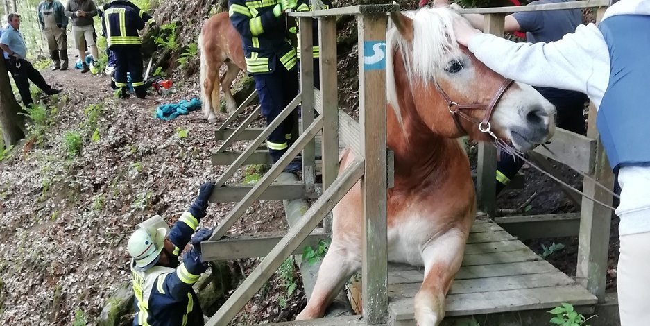 Gestrztes Pferd wurde von der Feuerwehr befreit 