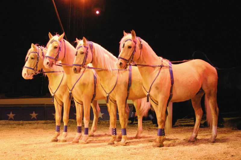 Die Pferde-Show des Gro-Circus Constanze Busch Foto: Veranstalter