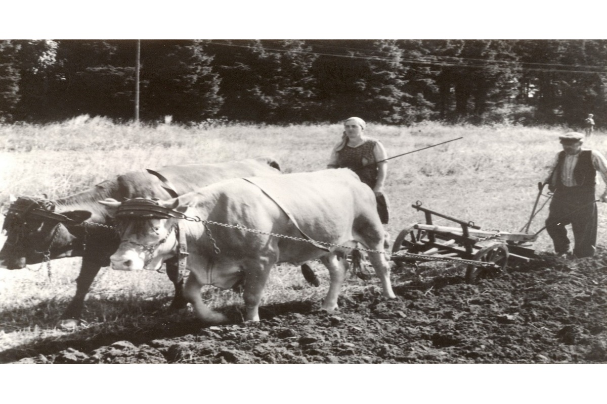 So mhsam war frher im Buchfinkenland fr Mensch und Tier die Arbeit in der Landwirtschaft. (Foto: Bauern- und Winzerverband Rheinland-Nassau e.V., Bezirksgeschftsstelle Westerwald)
