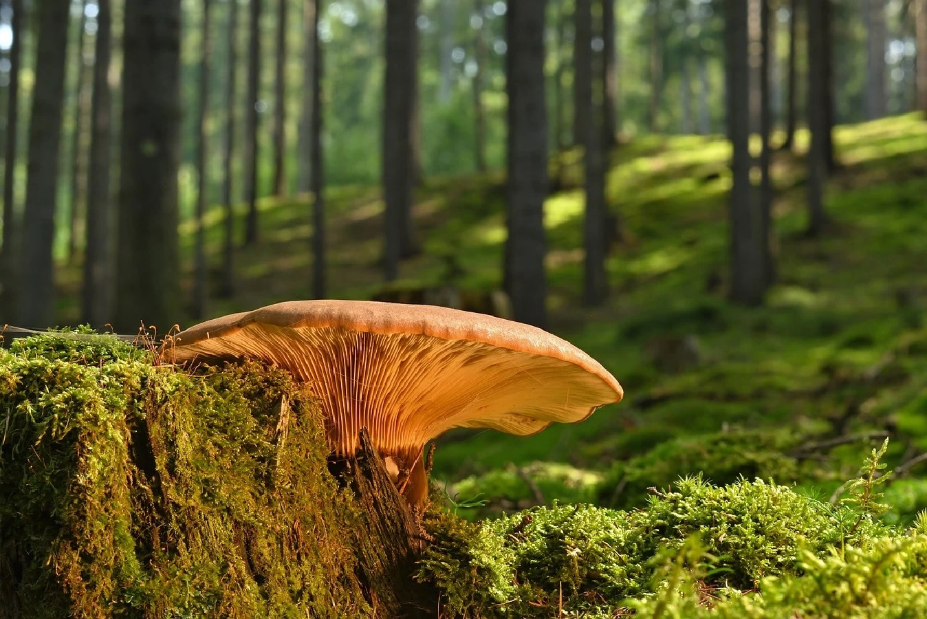In den Wäldern sieht man jetzt häufig beeindruckende Pilze. Aber Vorsicht: Nicht alle sind essbar. (Fotoquelle: Pixabay)