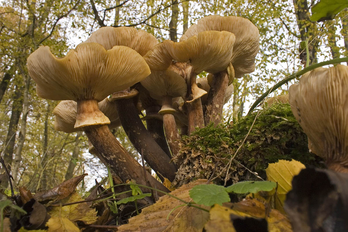 Derzeit sprieen berall die Pilze aus dem Boden. Foto: Wolfgang Tischler