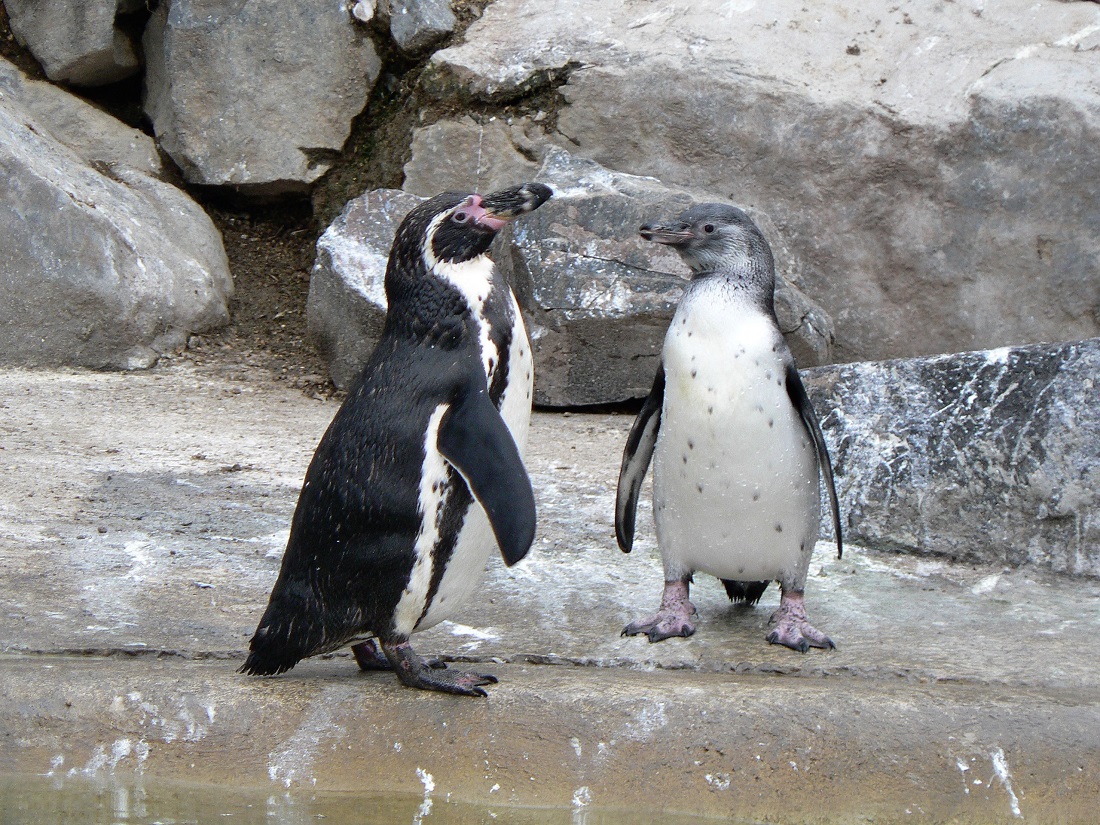 Zusammen mit ihren Artgenossen genieen die Pinguinfamilie die sommerlichen Temperaturen. (Foto: Zoo Neuwied)