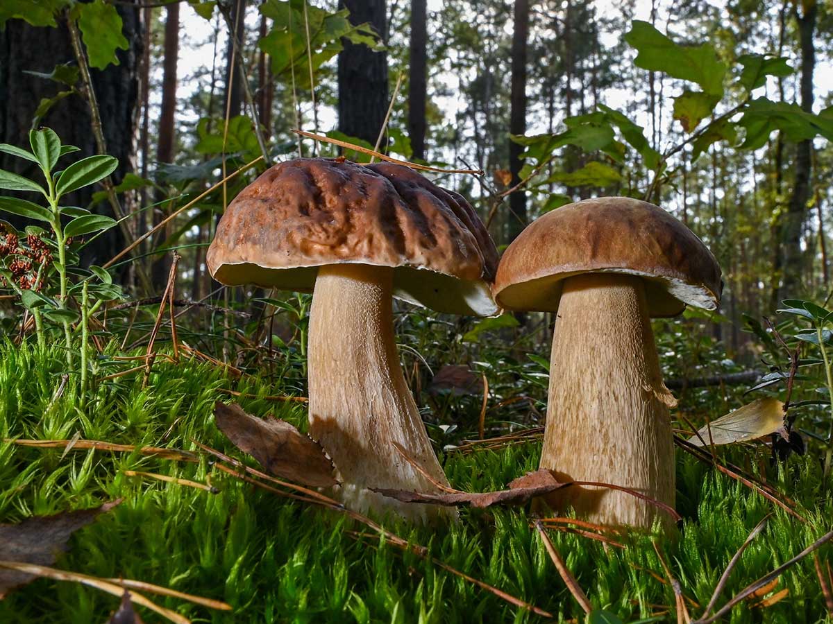 Essbare Wildpilze - kein Risiko durch C�sium-137. (Foto: Patrick Pleul/dpa-Zentralbild/dpa)