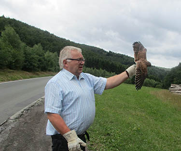 Der Turmfalke kurz vor seinem Freiflug auf der Faust von Werner Ebach. Foto:
 Kreisverwaltung Altenkirchen