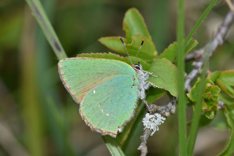 Grner Zipfelfalter. Foto: Wolfgang Dring