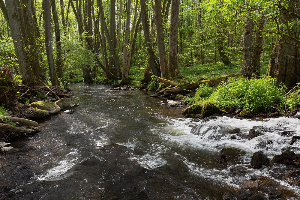 Wasserkraft: Ökologische Kosten überschatten grüne Energie