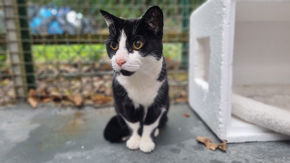 Mnnlein sucht ein Zuhause fr seine letzte Reise. (Foto: Tierheim Ransbach-Baumbach)