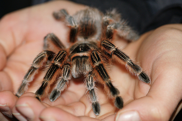 Spinnen- und Insektenausstellung in der Stelzenbach Halle