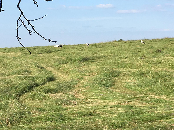 Bleiben die Strche oder ziehen sie weiter? Fotos: Privat