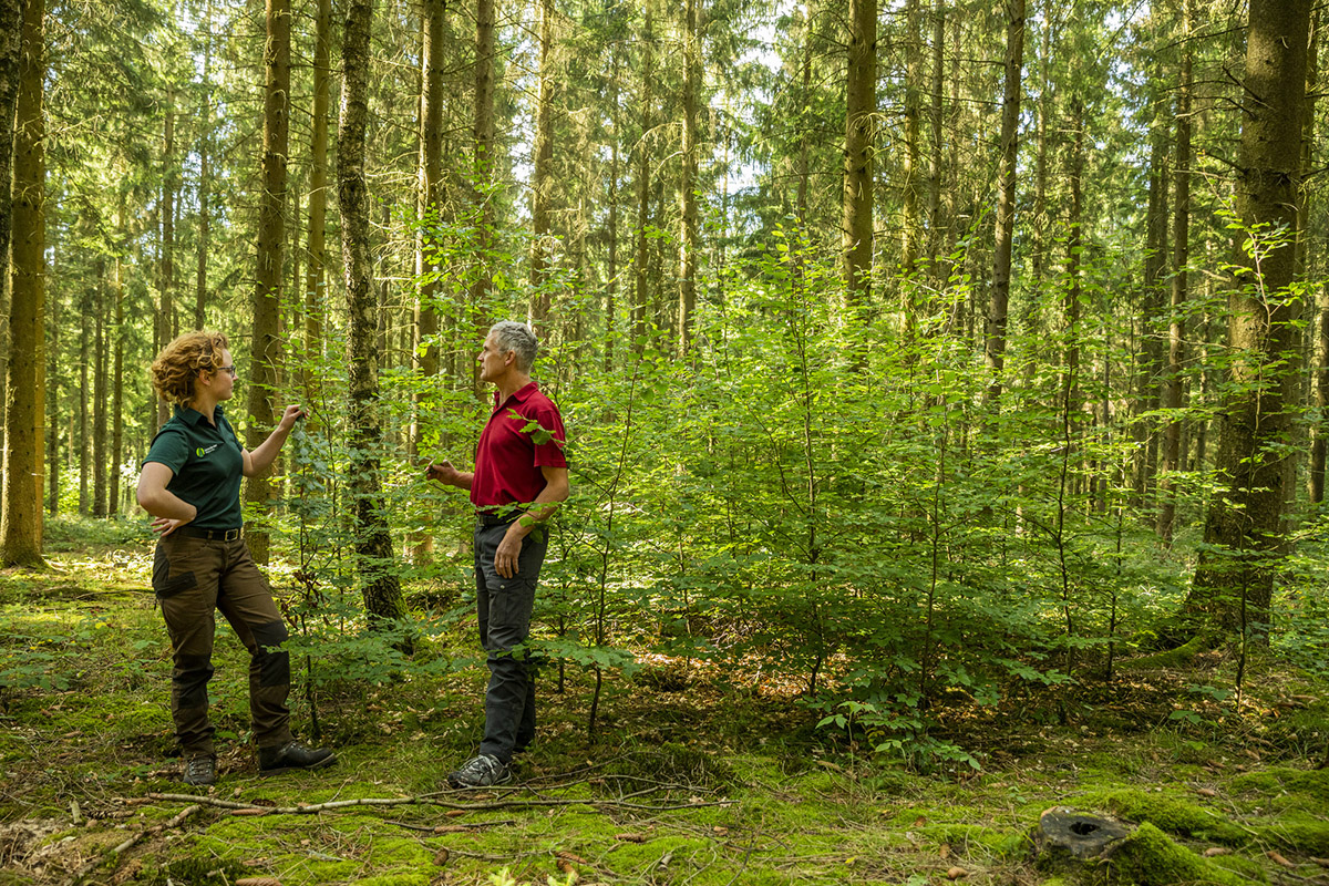 Bei der Vorausverjngung werden reine Nadelwlder behutsam in zukunftsfhige Mischwlder berfhrt. Foto: LandesforstenRLP.de / Jonathan Fieber.