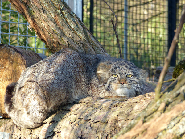 Kleinkatze aus dem fernen Asien: Willkommen, Manul