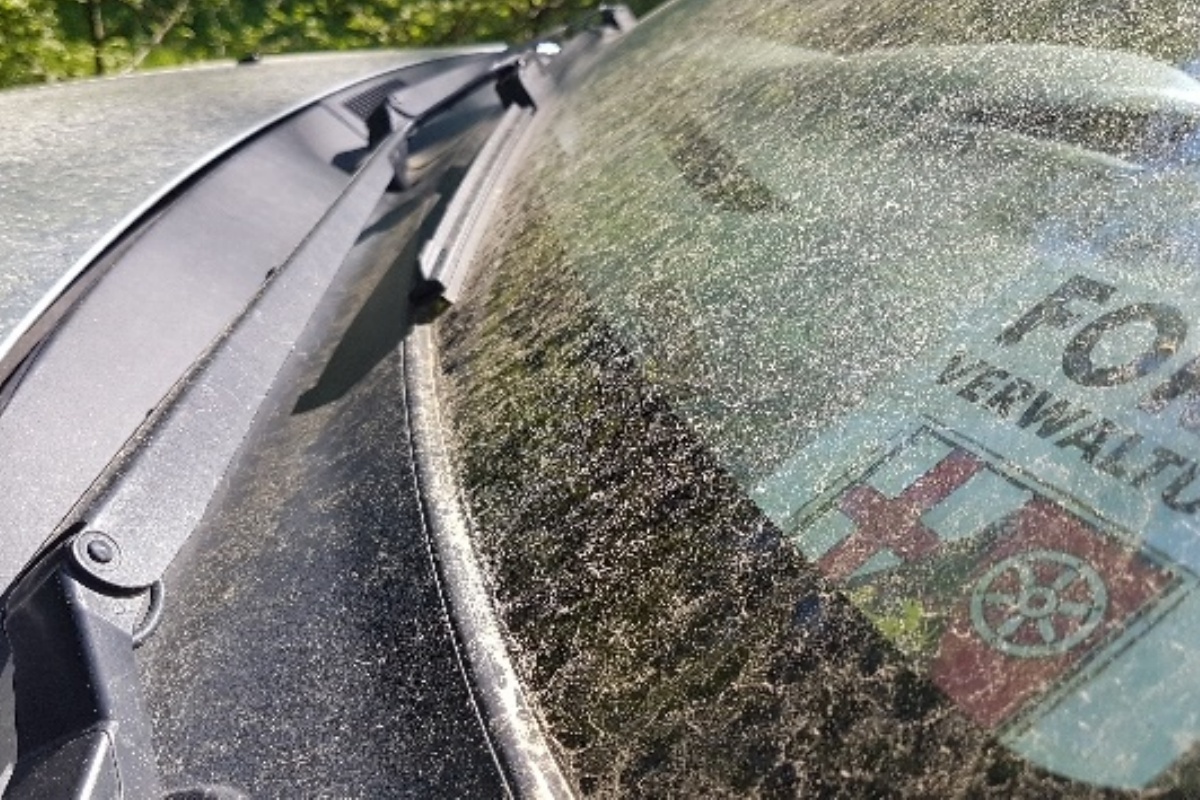 Der gelbe Bltenstaub ist berall zu finden. Besonders auffllig ist es auf den Autos. (Fotos: Frank Krause)