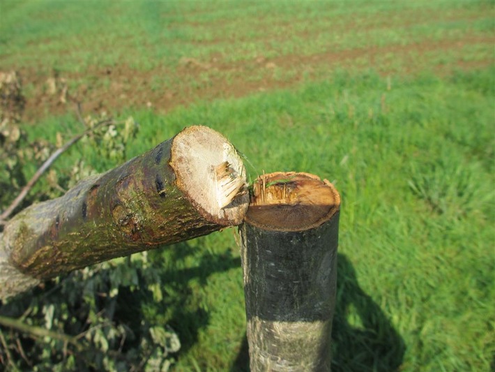 Abgesgter Jungbaum. Foto: Polizei