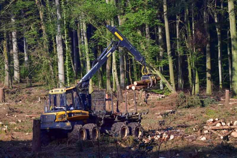 Komplette Rumung einer Waldflche und anschlieende Aufforstung mit standortfremden Douglasien. Fotos: Harry Neumann/Naturschutzinitiative e.V. (NI)   