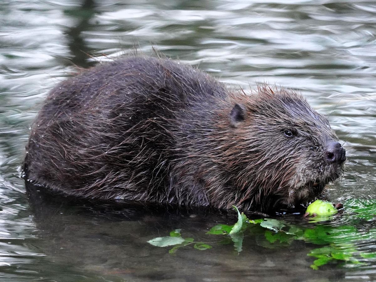 Biber (Foto: ralf82/Pixabay)