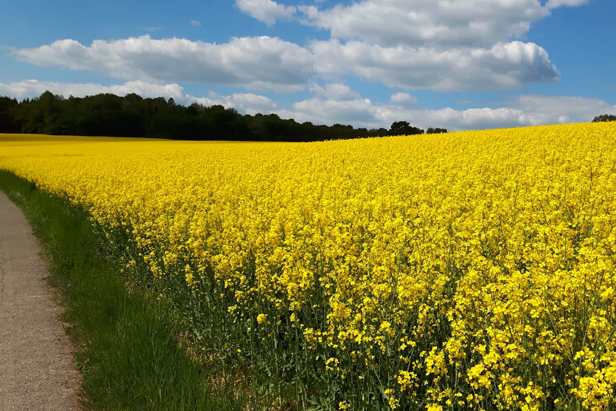 Derzeit blht der Raps im Westerwald. Foto: Helmi Tischler-Venter