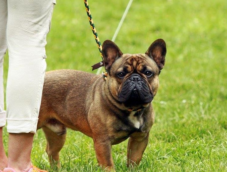 Internationale Rassehunde-Schau im Hachenburger Burggarten 